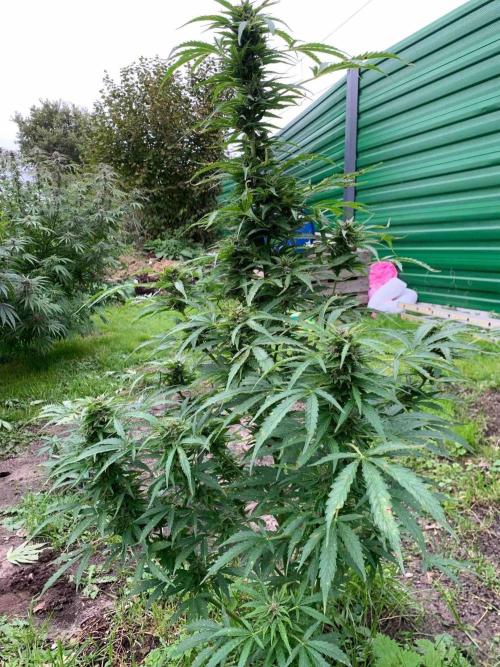 Dutch Passion Growing Competition 2024 Auto Euforia. Week 16