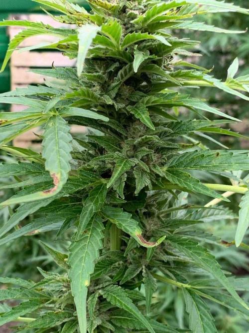 Dutch Passion Growing Competition 2024 Auto Euforia. Week 16