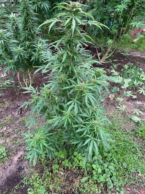 Dutch Passion Growing Competition 2024 Auto Euforia. Week 16