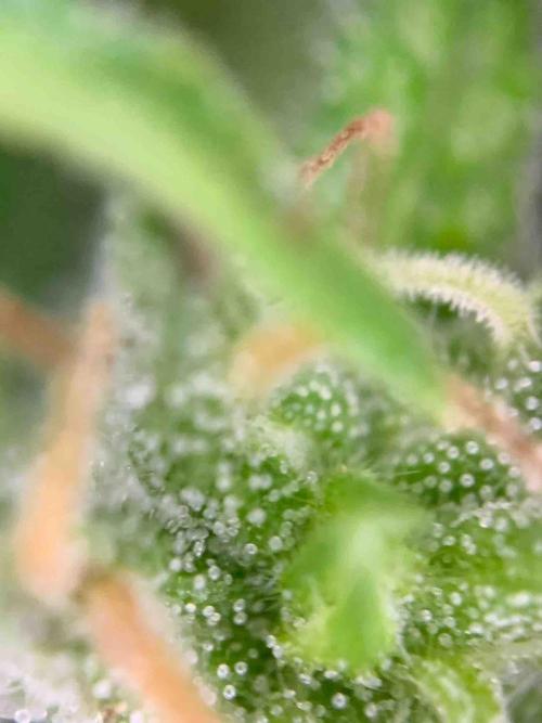 Dutch Passion Growing Competition 2024 Auto Euforia. Week 16