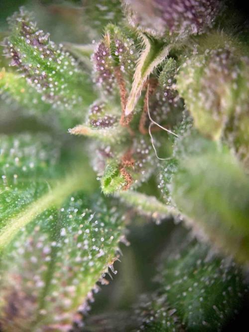 Dutch Passion Growing Competition 2024 Auto Euforia. Week 16