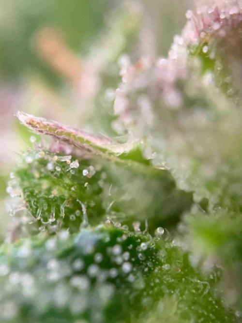 Dutch Passion Growing Competition 2024 Auto Euforia. Week 16