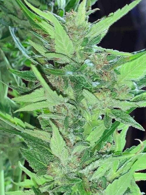 Dutch Passion Growing Competition 2024 Auto Euforia. Week 16