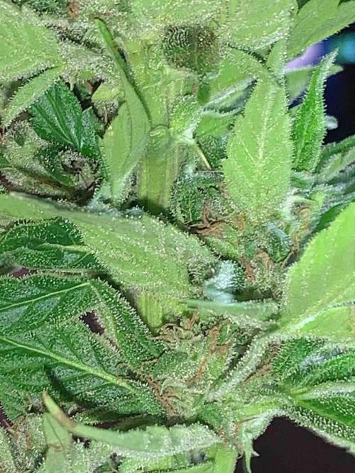 Dutch Passion Growing Competition 2024 Auto Euforia. Week 16