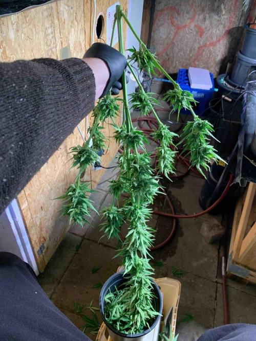 Dutch Passion Growing Competition 2024 Auto Euforia. Week 16