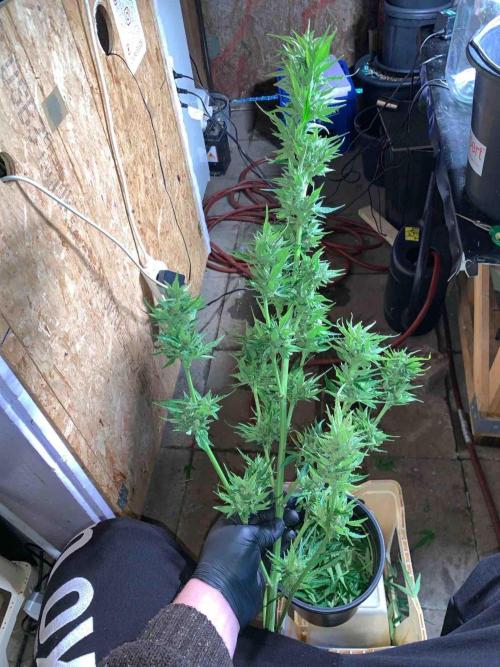 Dutch Passion Growing Competition 2024 Auto Euforia. Week 16