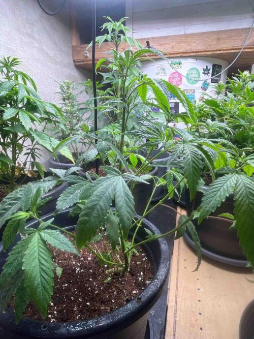 Black Runtz Test Grow. Week 13