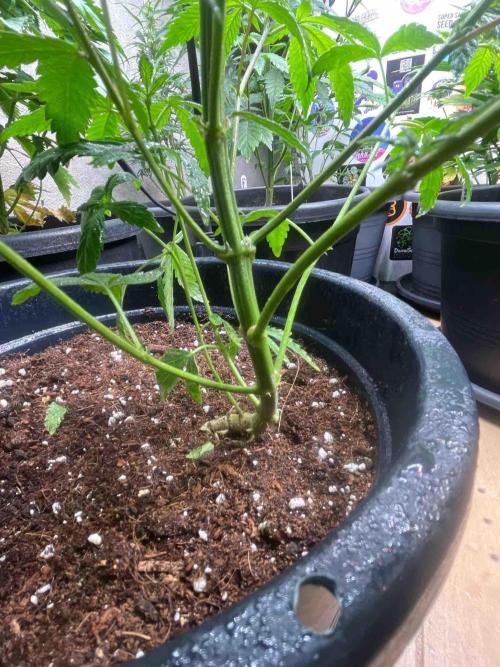 Black Runtz Test Grow. Week 13