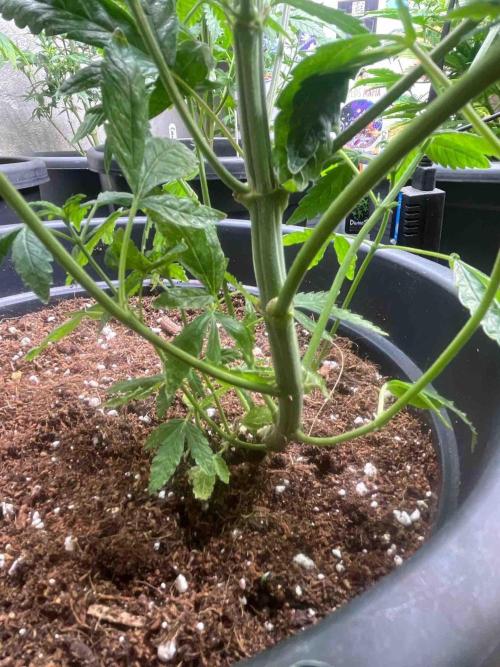 Black Runtz Test Grow. Week 13