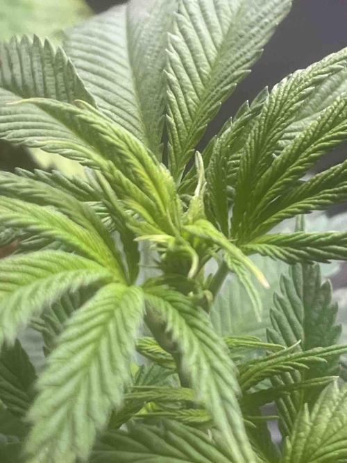 Black Runtz Test Grow. Week 13