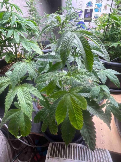 Black Runtz Test Grow. Week 13