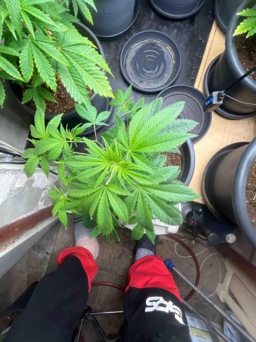 Black Runtz Test Grow. Week 13