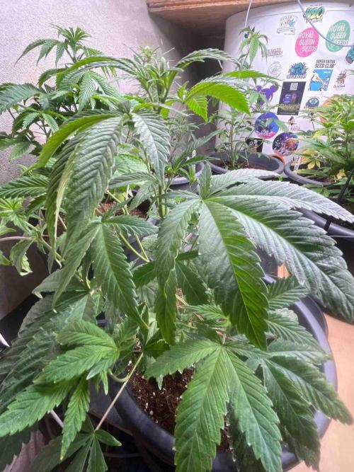 Black Runtz Test Grow. Week 13