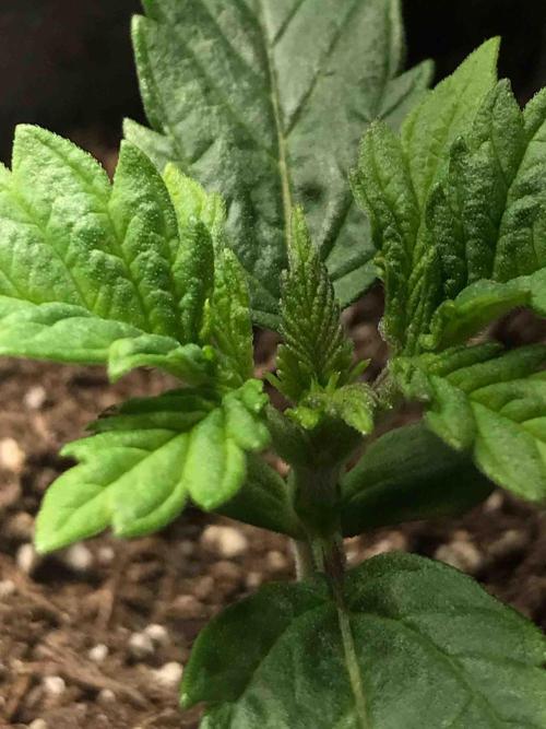 Eternity Grow Cup 2026. Week 3 - #1
Tag:17