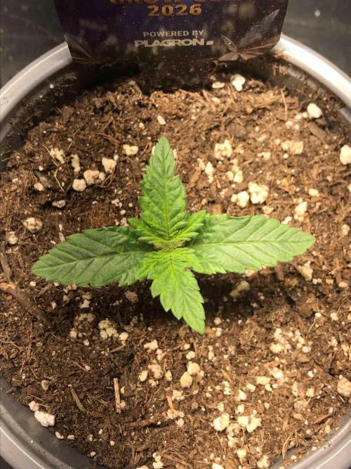 Eternity Grow Cup 2026. Week 3 - #2
Tag:17