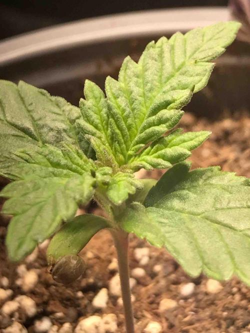 Eternity Grow Cup 2026. Week 3 - #2
Tag:17