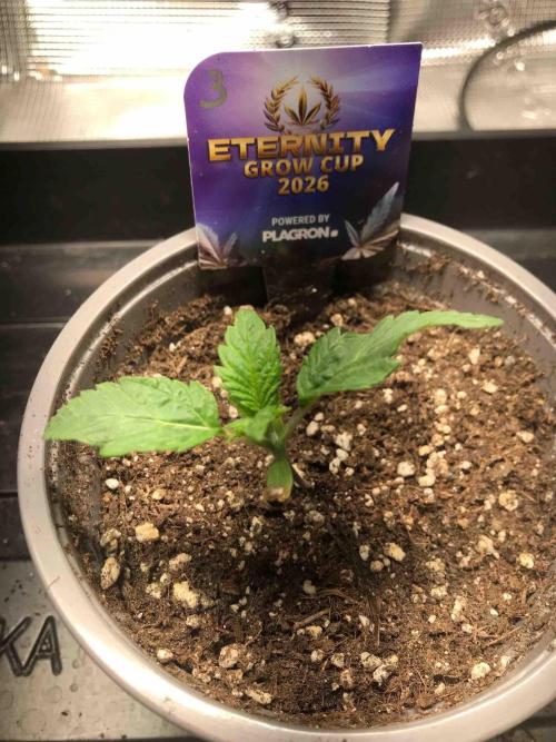 Eternity Grow Cup 2026. Week 3 - #3
Tag:17