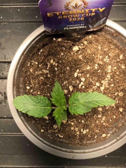 Eternity Grow Cup 2026. Week 3 - #3
Tag:17
