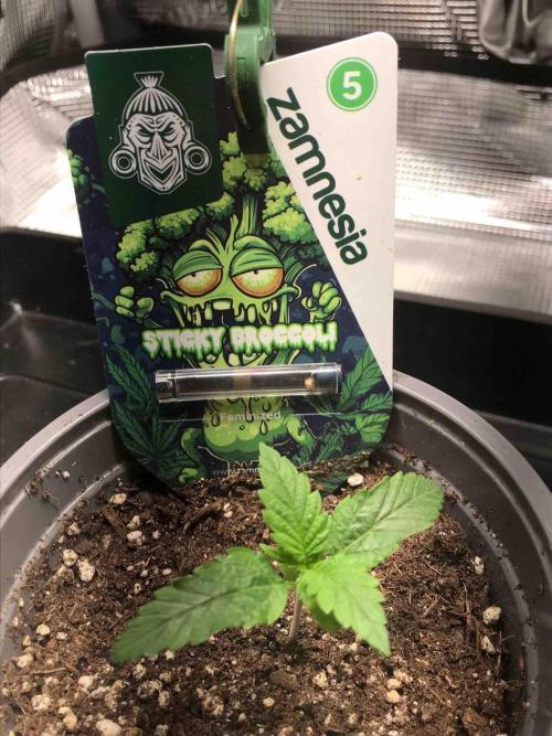 Eternity Grow Cup 2026. Week 3 - #4
Tag:17