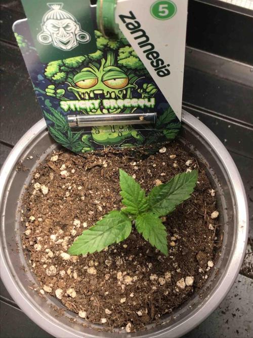 Eternity Grow Cup 2026. Week 3 - #4
Tag:17