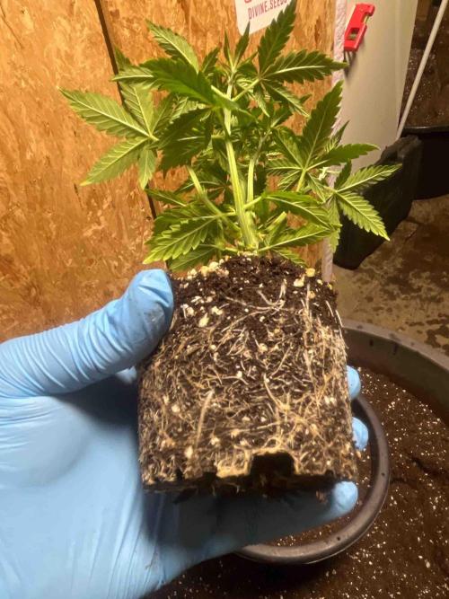 Seeds Mafia Sponsor Growing. Week 6 - #1
Tag:39