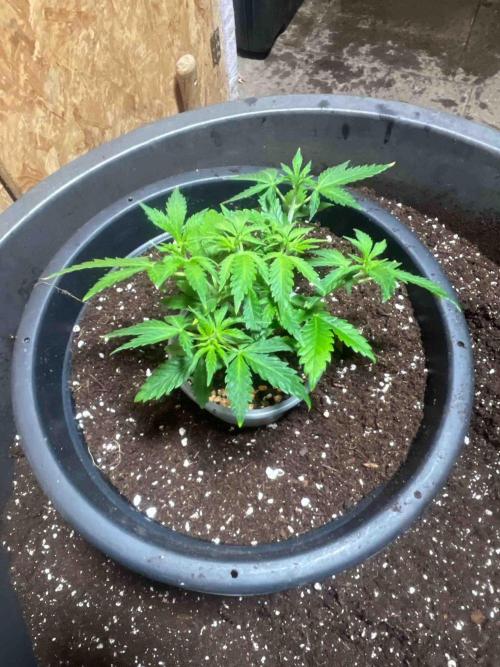 Seeds Mafia Sponsor Growing. Week 6 - #1
Tag:39