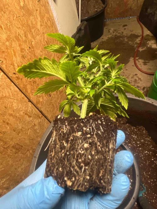 Seeds Mafia Sponsor Growing. Week 6 - #2
Tag:39