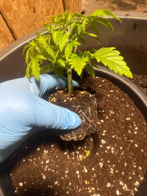 Seeds Mafia Sponsor Growing. Week 6 - #2
Tag:39