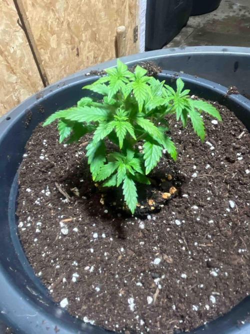 Seeds Mafia Sponsor Growing. Week 6 - #3
Tag:39