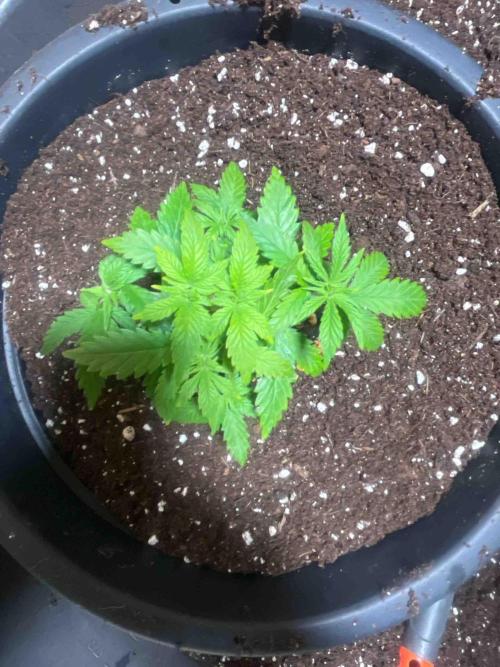 Seeds Mafia Sponsor Growing. Week 6 - #3
Tag:39
