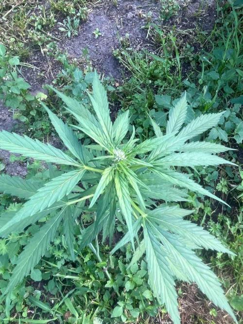 Auto Candy Bubatz Xl Outdoor Grow. Week 9 - #1 
Tag:57