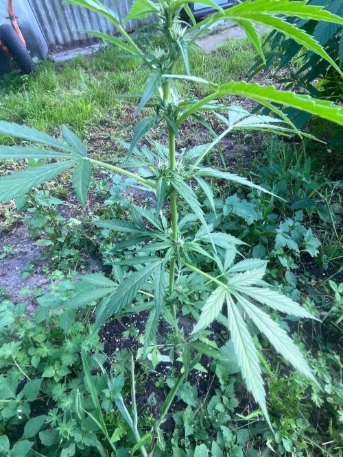 Auto Candy Bubatz Xl Outdoor Grow. Week 9 - #1
Tag:57