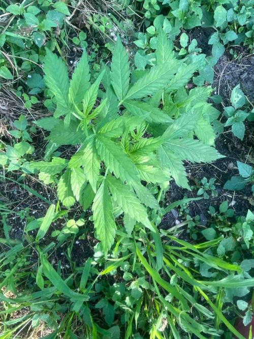 Auto Candy Bubatz Xl Outdoor Grow. Week 9 - #2
Tag:57