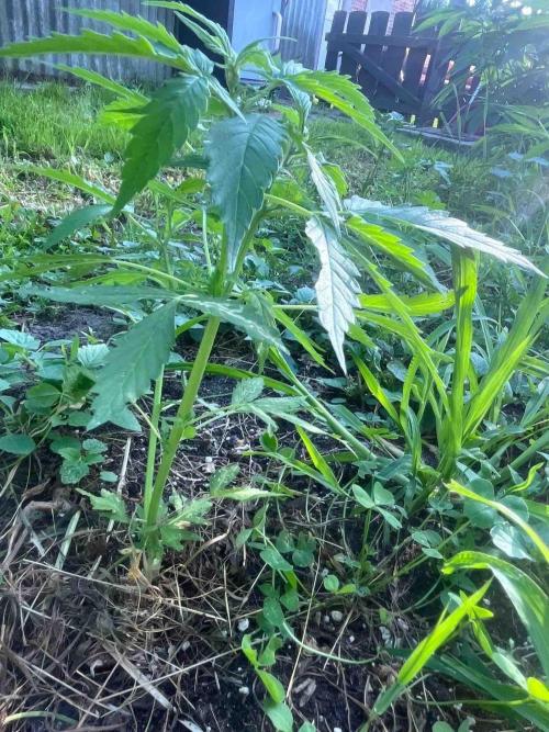 Auto Candy Bubatz Xl Outdoor Grow. Week 9 - #2
Tag:57
