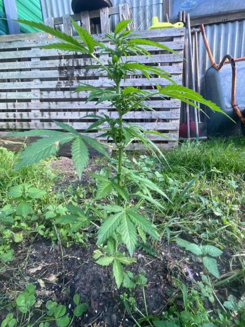 Auto Candy Bubatz Xl Outdoor Grow. Week 9 - #3
Tag:57