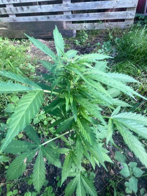 Auto Candy Bubatz Xl Outdoor Grow. Week 9 - #3
Tag:57