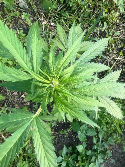 Auto Candy Bubatz Xl Outdoor Grow. Week 9 - #3
Tag:57