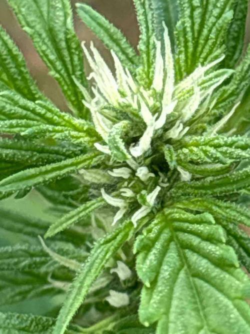 Auto Candy Bubatz Xl Outdoor Grow. Week 9 - #1
Tag:58