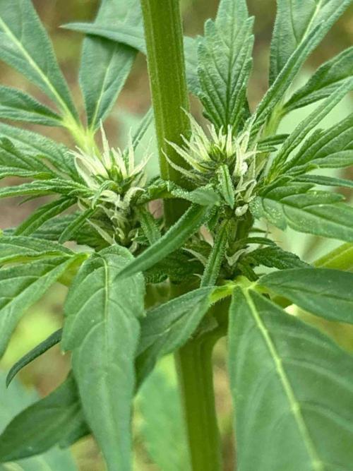 Auto Candy Bubatz Xl Outdoor Grow. Week 9 - #1
Tag:58
