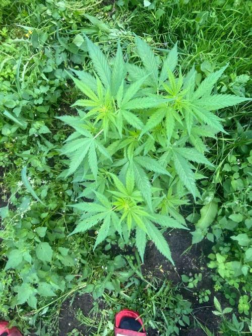 Auto Candy Bubatz Xl Outdoor Grow. Week 11 - #2