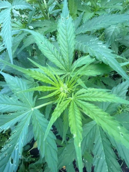 Auto Candy Bubatz Xl Outdoor Grow. Week 11 - #2