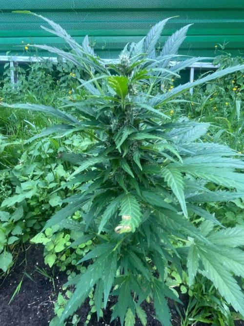 Auto Candy Bubatz Xl Outdoor Grow. Week 11 - #3