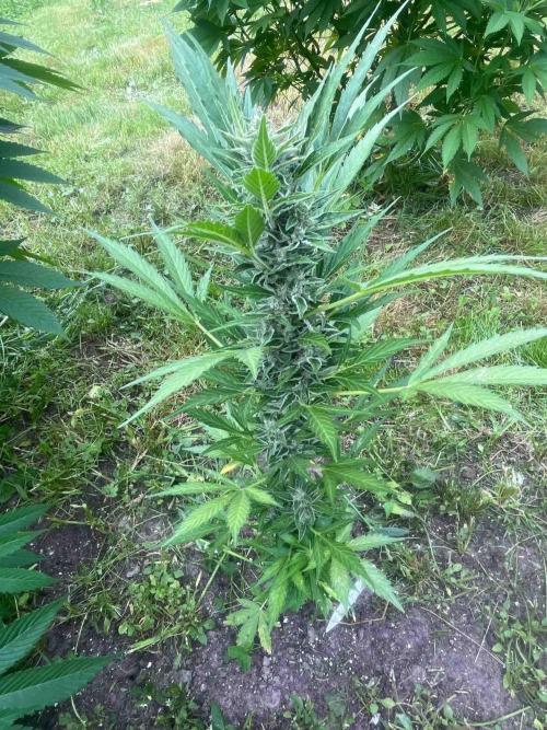 Auto Candy Bubatz Xl Outdoor Grow. Week 12 - #1