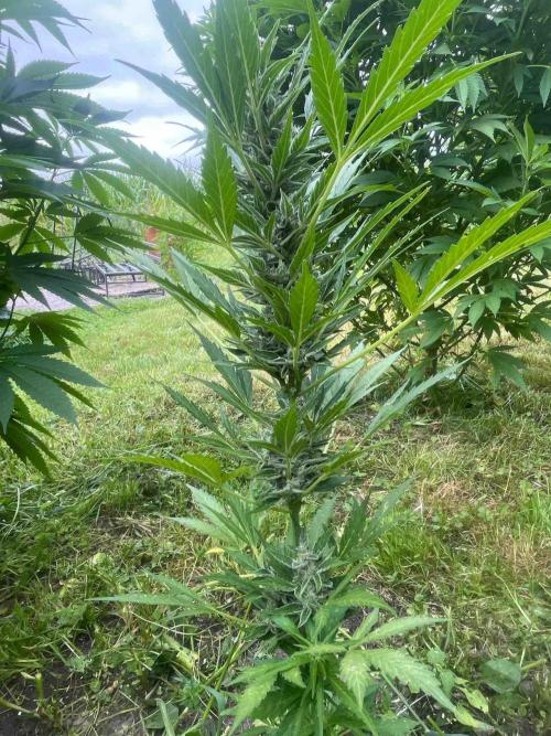 Auto Candy Bubatz Xl Outdoor Grow. Week 12 - #1