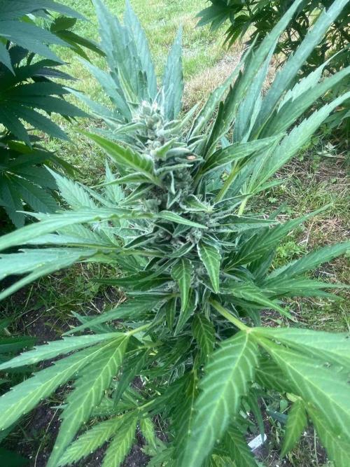 Auto Candy Bubatz Xl Outdoor Grow. Week 12 - #1