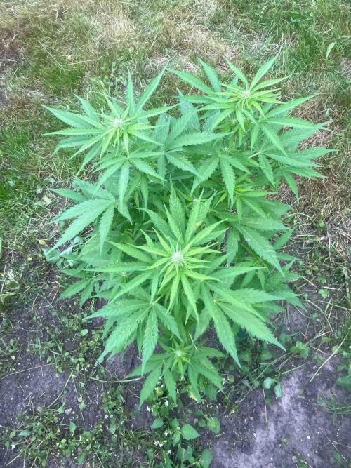 Auto Candy Bubatz Xl Outdoor Grow. Week 12 - #2