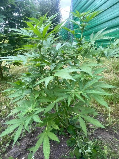 Auto Candy Bubatz Xl Outdoor Grow. Week 12 - #2