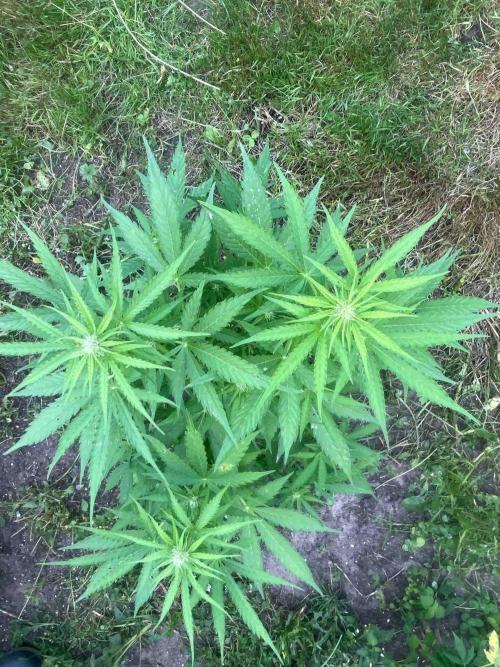 Auto Candy Bubatz Xl Outdoor Grow. Week 12 - #2