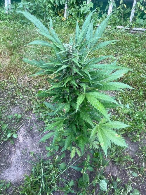 Auto Candy Bubatz Xl Outdoor Grow. Week 12 - #3