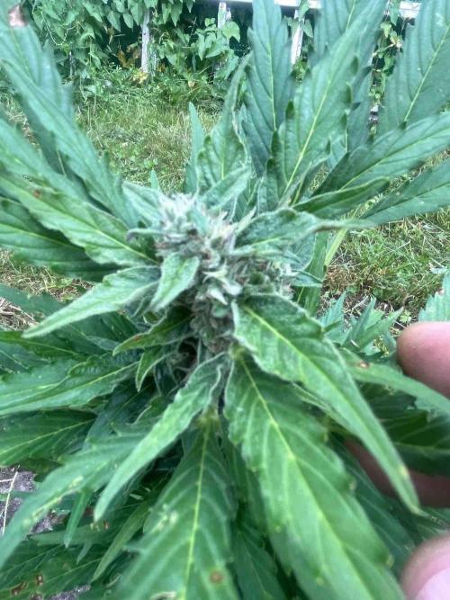 Auto Candy Bubatz Xl Outdoor Grow. Week 12 - #3